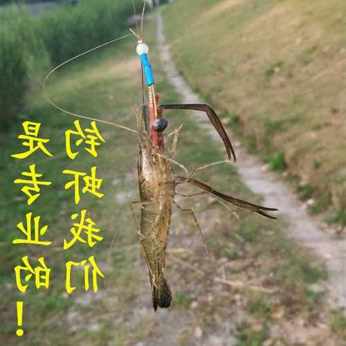 钓鱼怎么样钩虾？钓鱼钩虾怎么钩？