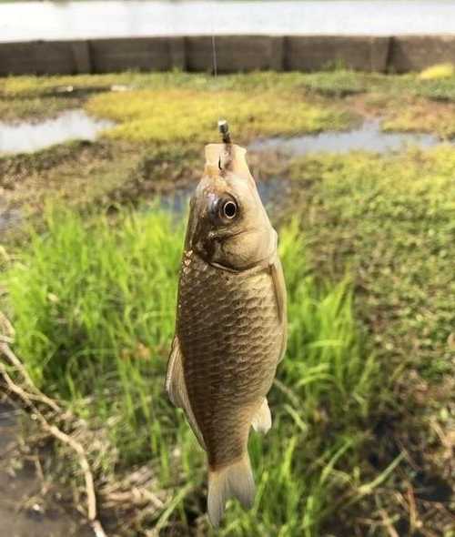 钓鱼怎么样回本最快，钓鱼怎么能钓到鱼技巧！