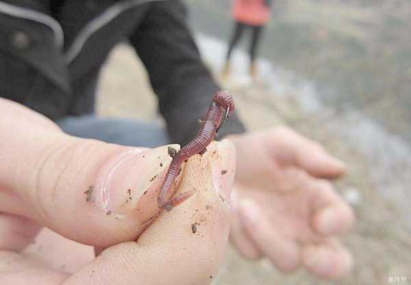 水怪蚯蚓钓鱼怎么样？水怪蚯蚓钓鱼怎么样视频？