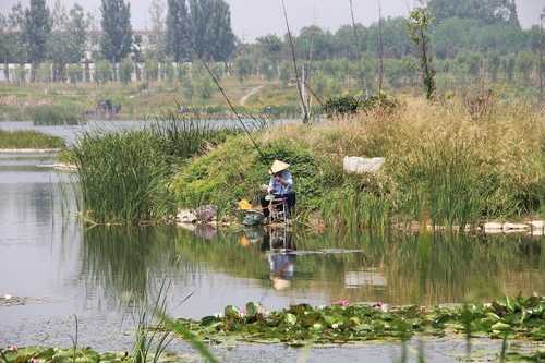 仲秋荷塘钓鱼怎么样，荷塘钓场！