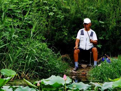 仲秋荷塘钓鱼怎么样，荷塘钓场！