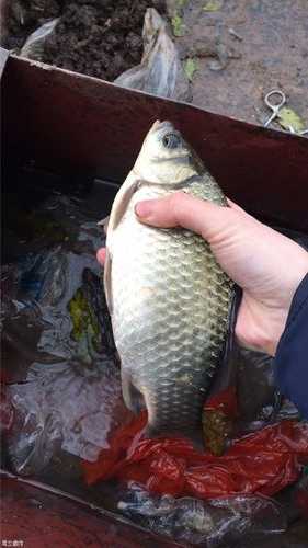 飞凤水库钓鱼怎么样？简阳飞凤水库钓鱼？