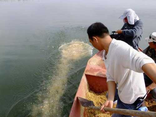 水果窝钓鱼怎么样，水果钓鱼效果怎么样？