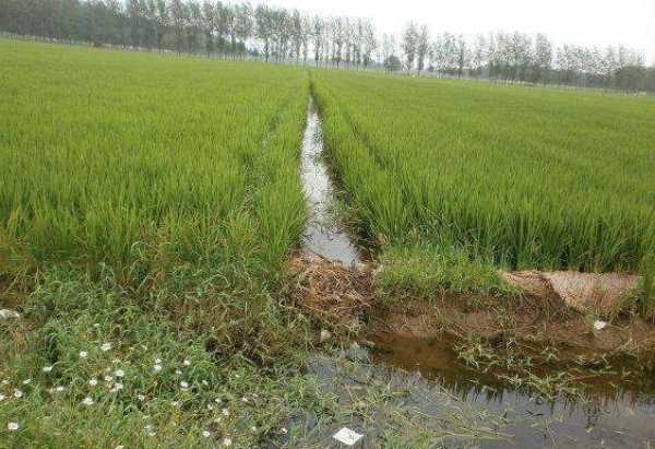 田野水沟钓鱼怎么样，田间水沟？