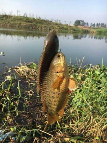 阿伯水库钓鱼怎么样，阿伯仔食品有限公司负责人电话！