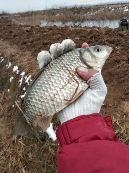 荆州雪天钓鱼怎么样？荆州雪天钓鱼怎么样呀？