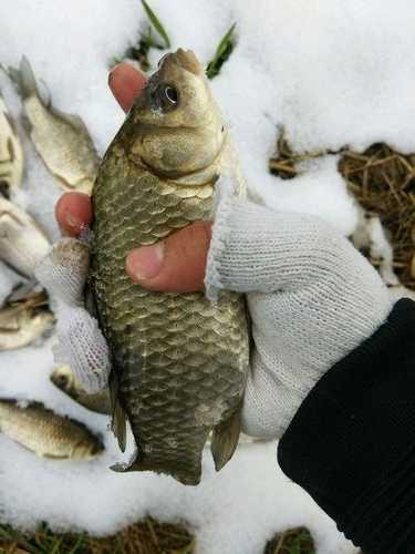 荆州雪天钓鱼怎么样？荆州雪天钓鱼怎么样呀？