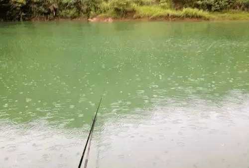 春雨雨后钓鱼怎么样，春雨后钓鱼钓深还是钓浅！