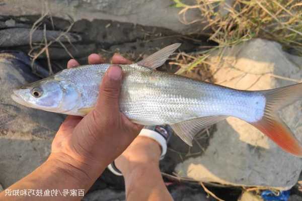 海水交界钓鱼怎么样？淡海水交界处的鱼？