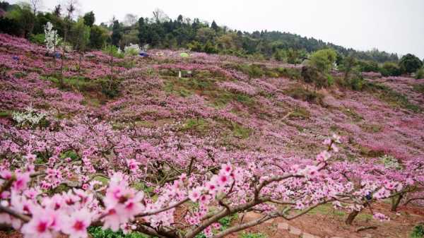 桃花沟钓鱼怎么样，桃花沟钓鱼怎么样好钓吗