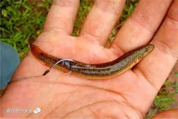 泥鳅怎么样挂勾钓鱼，泥鳅怎么样挂勾钓鱼效果好