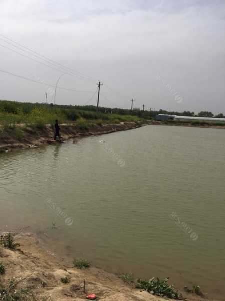 原阳河边钓鱼怎么样，原阳河边钓鱼怎么样好钓吗