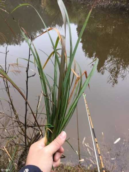 草丛钓鱼效果怎么样，草丛钓鱼效果怎么样呀？