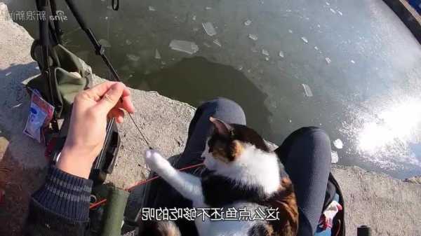 猫粮钓鱼怎么样，猫粮钓鱼怎么样好钓吗！