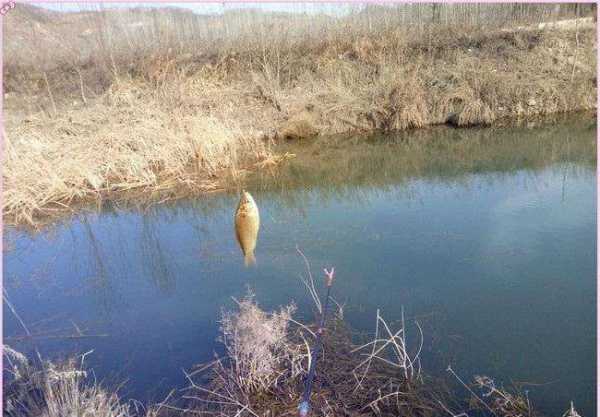 整条河怎么样钓鱼？河道怎么钓大鱼？