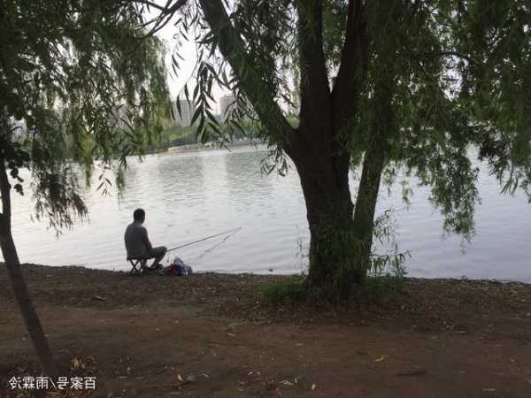 夏季树荫钓鱼怎么样，夏天树荫下温度低多少度