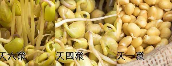 若萱钓鱼怎么样？小黄豆生长的过程？