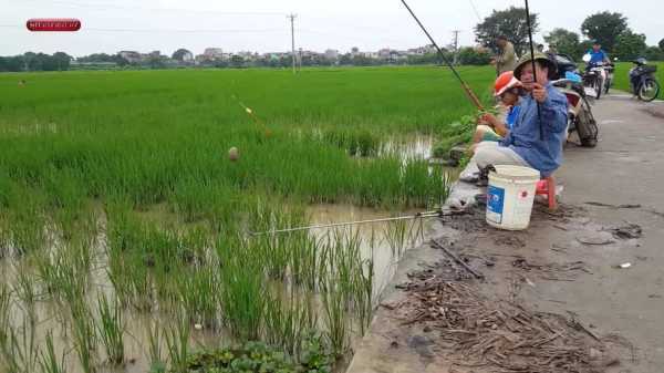 水田里钓鱼怎么样，水田里钓鱼怎么样才能钓到？