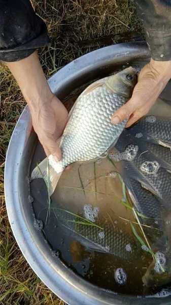 天冷蜂蜜钓鱼怎么样？夏天钓鱼加蜂蜜？