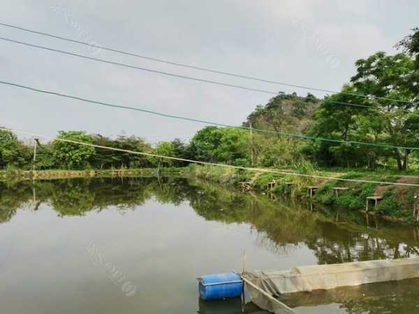 玉林小岛钓鱼怎么样，玉林小岛钓鱼怎么样好钓吗