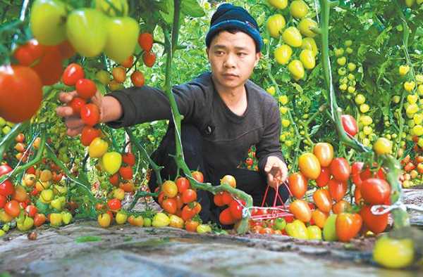 瑞安菜田钓鱼怎么样，瑞安菜篮子在哪里？