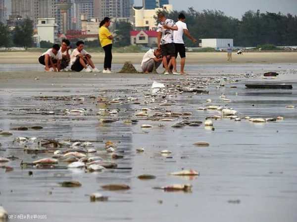 北海银滩钓鱼怎么样，北海银滩死鱼原因