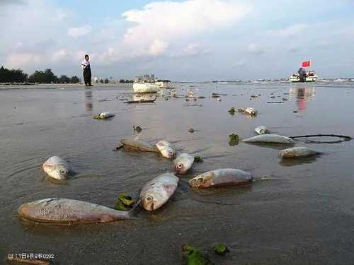 北海银滩钓鱼怎么样，北海银滩死鱼原因