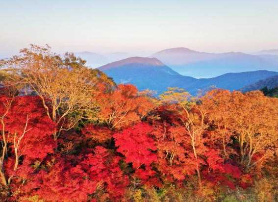 枫叶海滩钓鱼怎么样，枫叶岛什么时候枫叶红了？