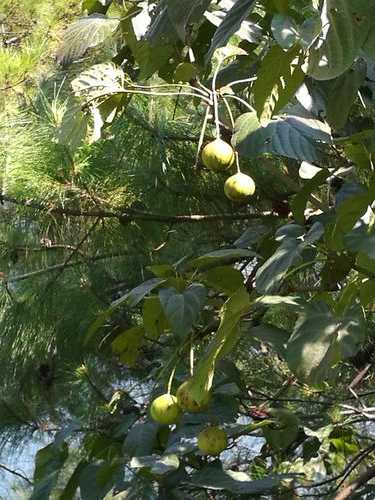 灵川梅子钓鱼怎么样？灵川梅子钓鱼怎么样啊？