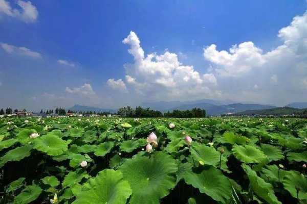 金坛荷塘钓鱼怎么样，金坛哪里有荷花