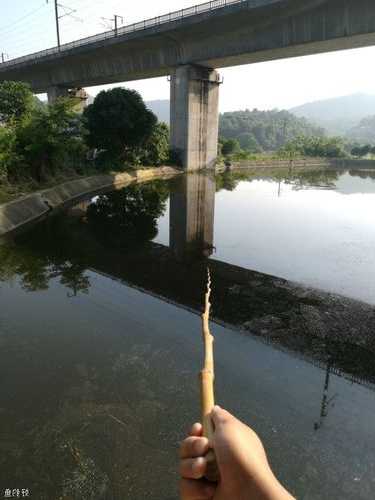 大爷木杆钓鱼怎么样，木杆钓活鲫鱼口诀！