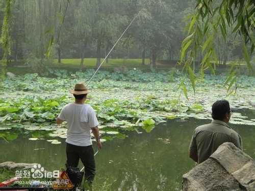 荷叶塘钓鱼怎么样，荷叶塘钓鱼怎么样最好？