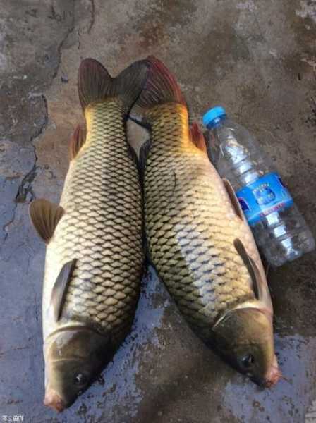 钓鱼怎么样避开鲤鱼，钓鱼怎么样避开鲤鱼视频！