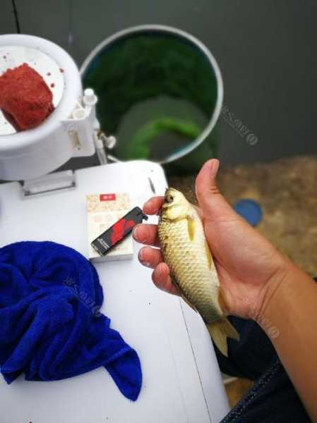 冬天闷热钓鱼怎么样，闷热天气用什么饵料钓鲫鱼！