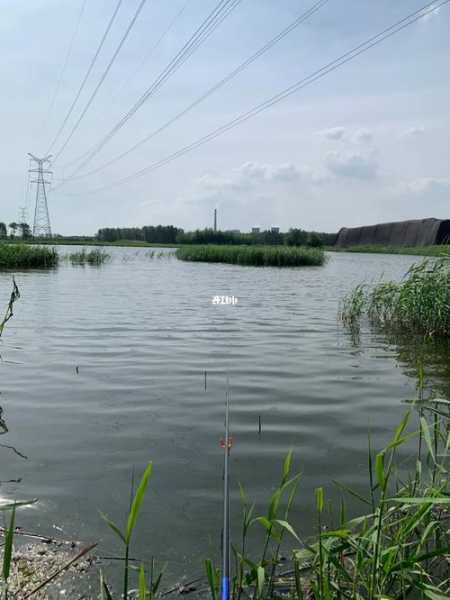 江海树洞钓鱼怎么样，江海树洞钓鱼怎么样好钓吗？