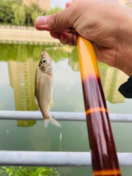 钓鱼怎么样钓到小鱼，钓鱼怎么样钓到小鱼视频？