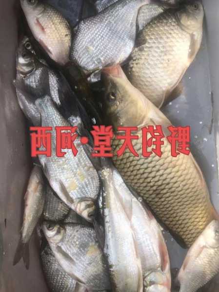 现在贵阳钓鱼怎么样，贵阳的钓鱼指数？