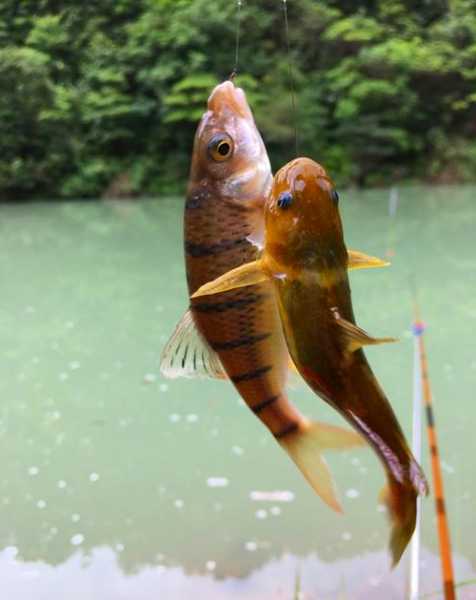 钓鱼怎么样才能赚钱，钓鱼怎么样才能赚钱快！