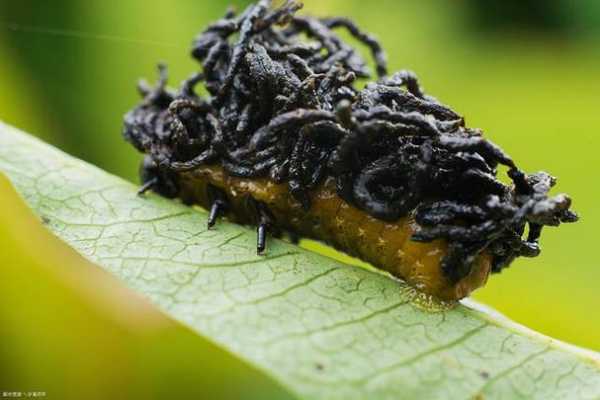 黑水牤钓鱼怎么样？黑水牤钓鱼效果怎么样？