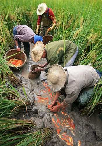 合肥稻田钓鱼怎么样，稻田水库钓鱼