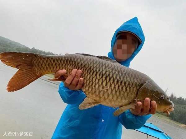 大江里怎么样钓鱼，怎样在大江大河里钓鲤鱼