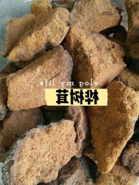 鸡肉茸钓鱼怎么样？鸡肉茸钓鱼怎么样好吃吗？