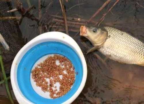 夏季小麦钓鱼怎么样，小麦钓什么