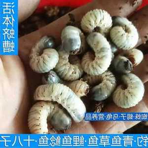 蛋包虫钓鱼怎么样？蛋白虫钓鱼？