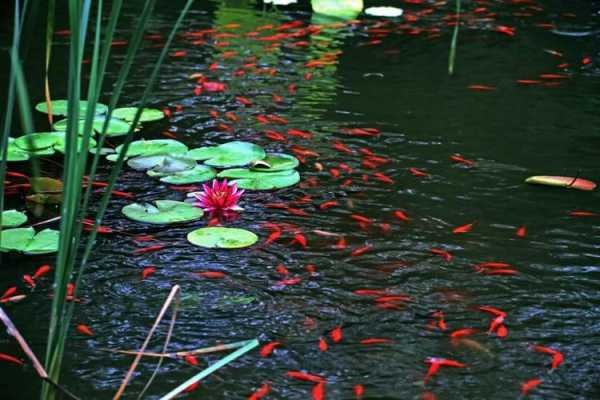 景观水池钓鱼怎么样，景观水池养什么鱼