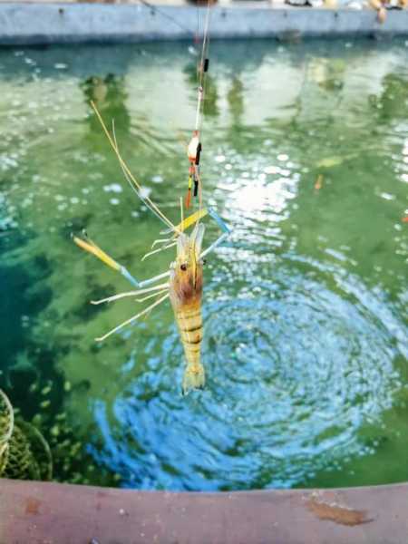 杭州钓鱼钓虾怎么样，杭州 钓鱼？