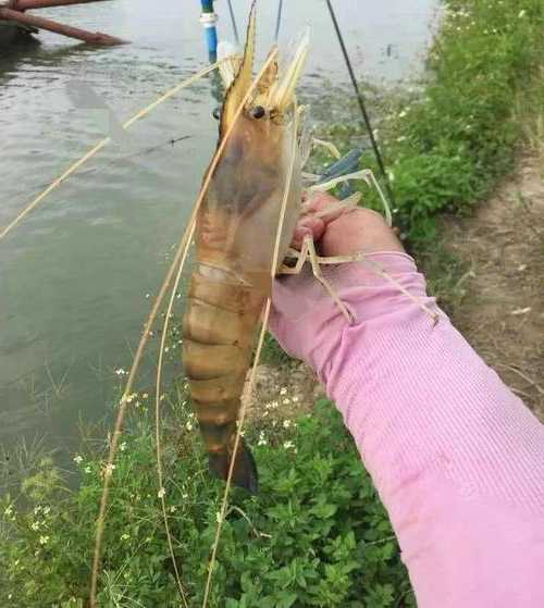 淡水海虾钓鱼怎么样，淡水海虾钓鱼怎么样好钓吗！