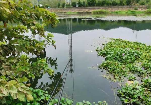 水草密集怎么样钓鱼，水草密集怎么样钓鱼最好！