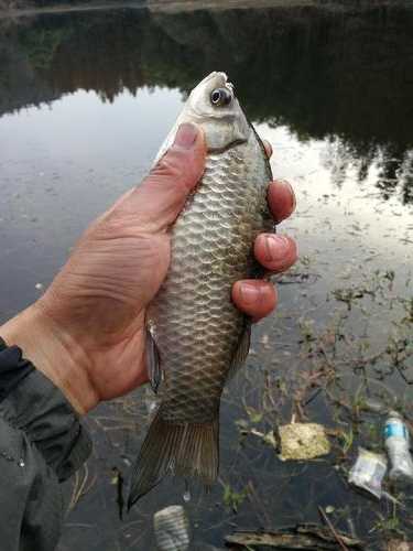 传统面粉钓鱼怎么样，面粉钓什么鱼最好