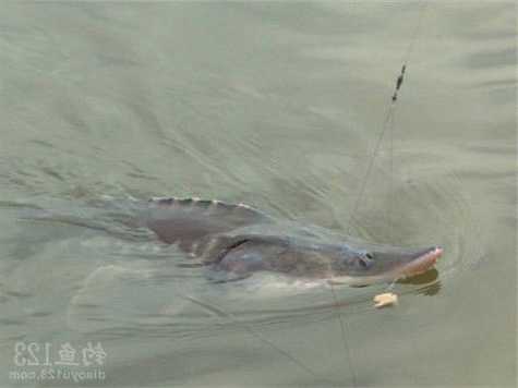 日本鲟鱼钓鱼怎么样，日本鲟价格！